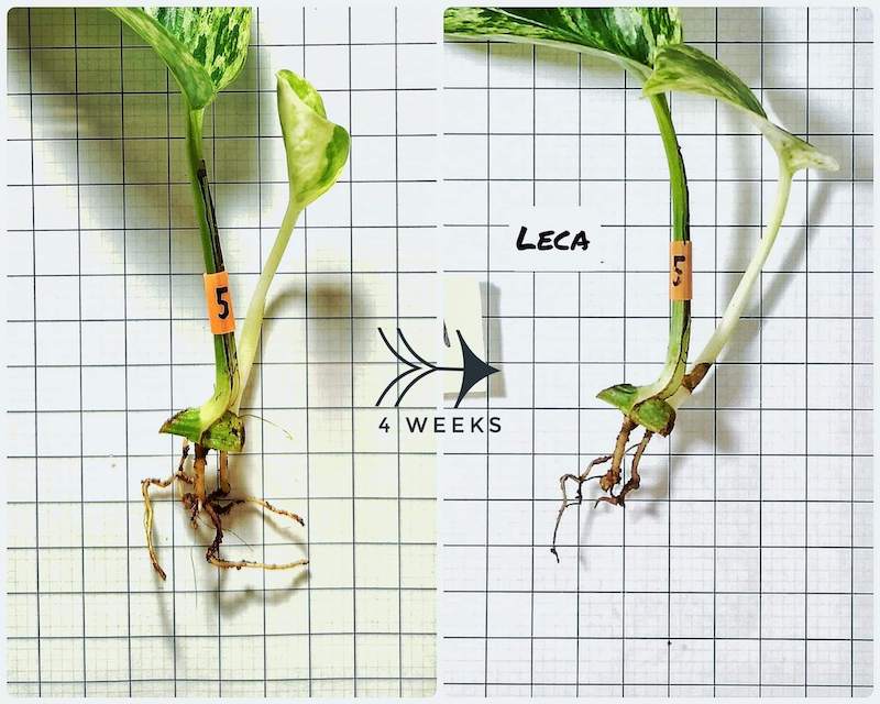 Kết quả ra rễ khi dùng giá thể LECA (hạt đất sét nung) sau 4 tuần: Một số rễ ban đầu bị mất đi và chỉ có một ít rễ mới sinh ra.