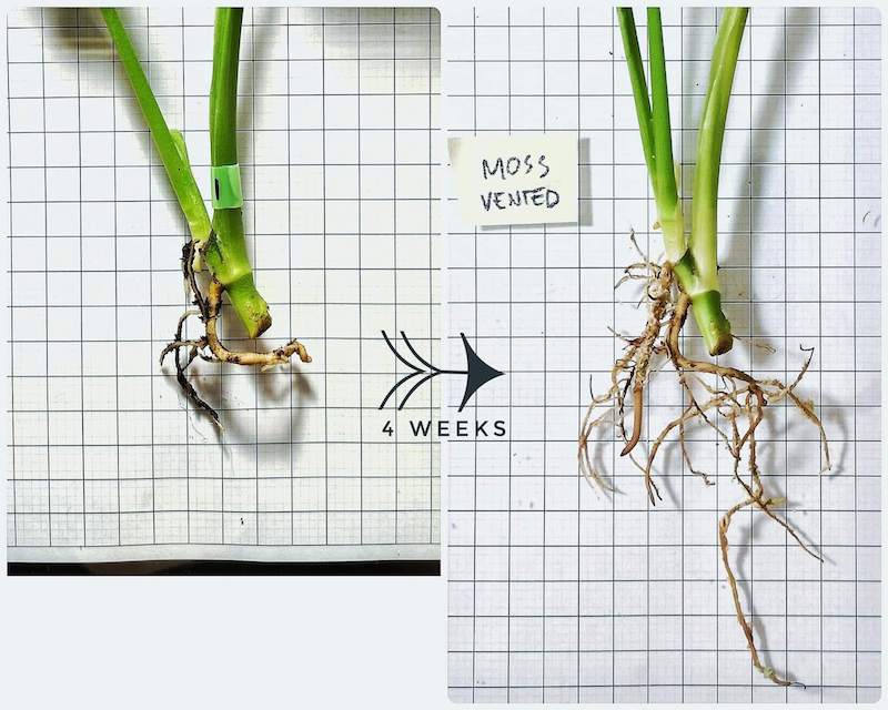 Kết quả sau 4 tuần khi trồng bằng Moss (rêu) và dùng chậu có nhiều lỗ bên thành chậu cũng như lỗ thoát nước: Rễ nhánh ra rất nhiều, rễ chính cũng dài ra tương đối.
