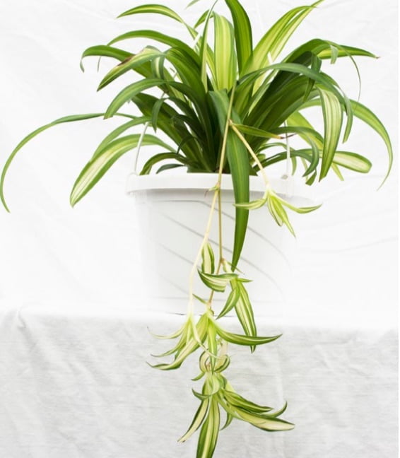 Spider plant (aka airplane plant, hen-and-chickens, ribbon plant).
