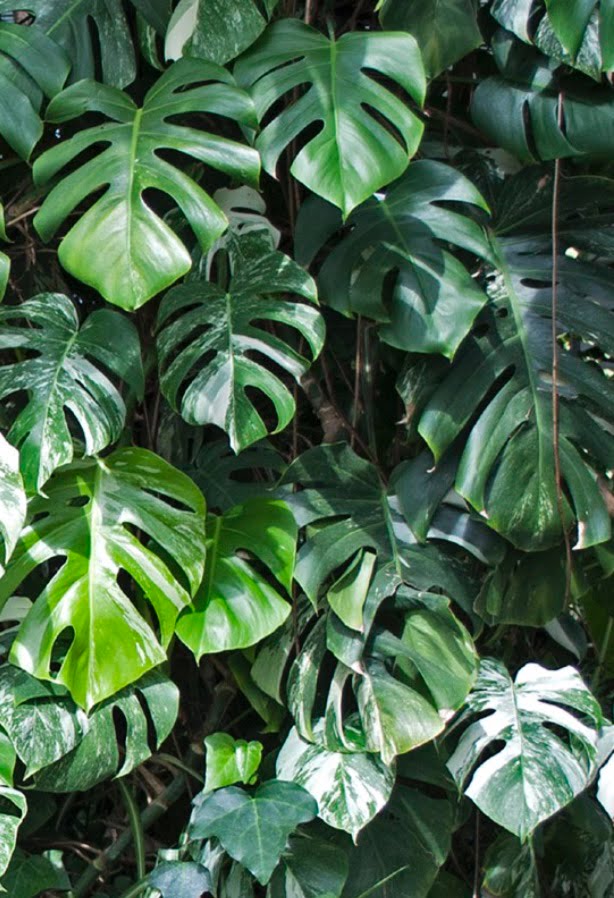 Split-leaf philodendron (aka ceriman, cheese plant, fruit salad plant, Mexican breadfruit, monster fruit, monstera, Swiss cheese plant, windowleaf).