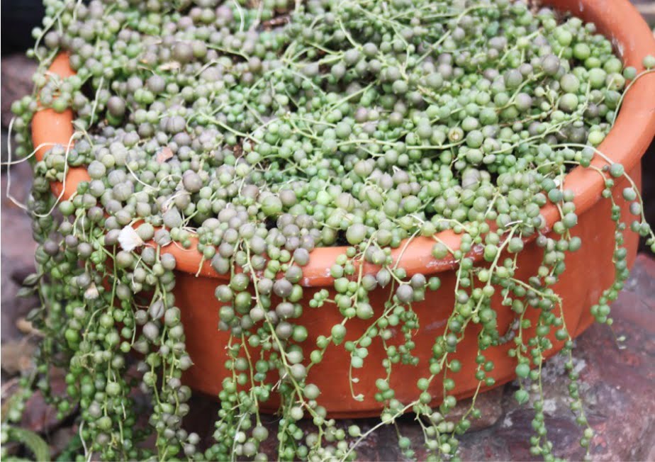String of pearls (aka string of beads).
