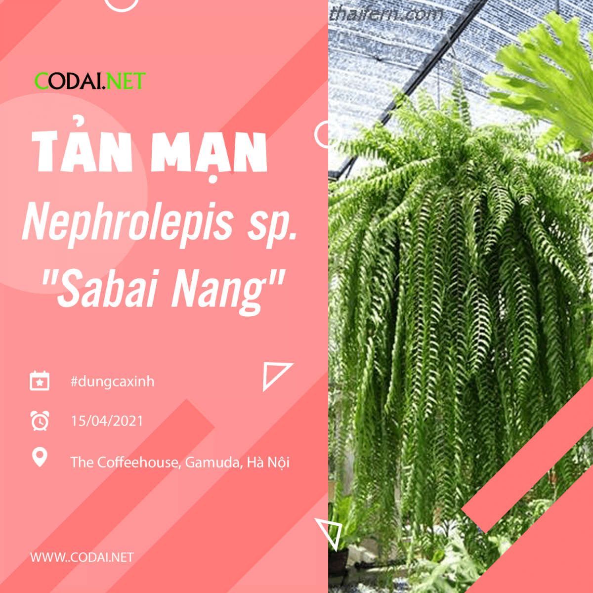 [Tản mạn] Nephrolepis sp. “Sabai Nang” – Dương Xỉ Thòng Thái