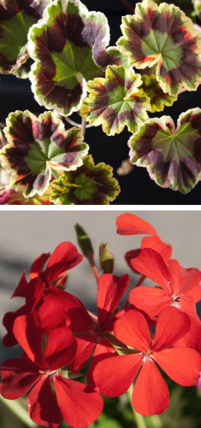 (top right) Geranium (aka (right) Geranium, flowers. garden geranium, pelargo- nium, storksbill).