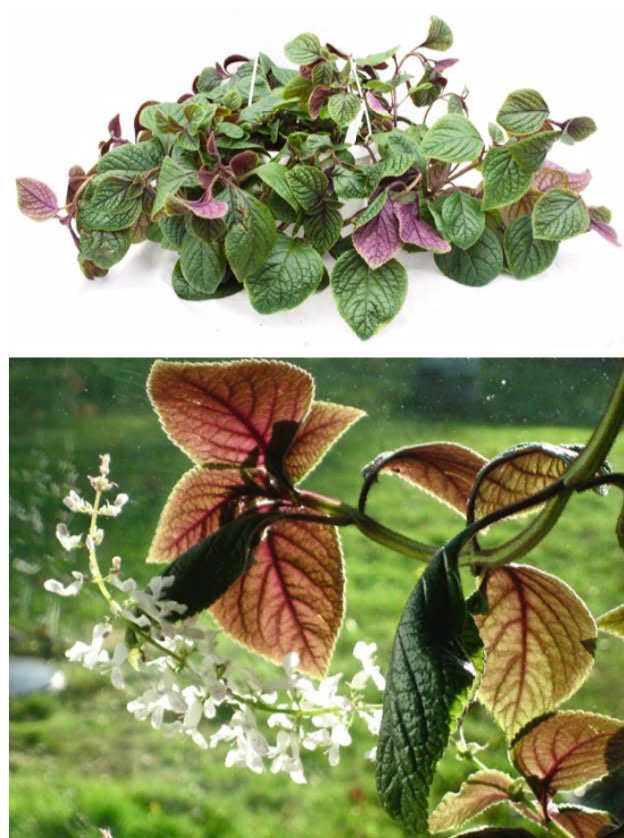 (top) Swedish ivy (aka creep- ing Charlie, money plant, Swedish begonia, whorled plectranthus). (above) Swedish ivy, flowers.