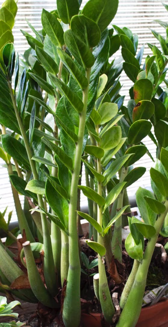 Zanzibar gem (aka aroid palm, eternity plant, fat boy, zz plant).