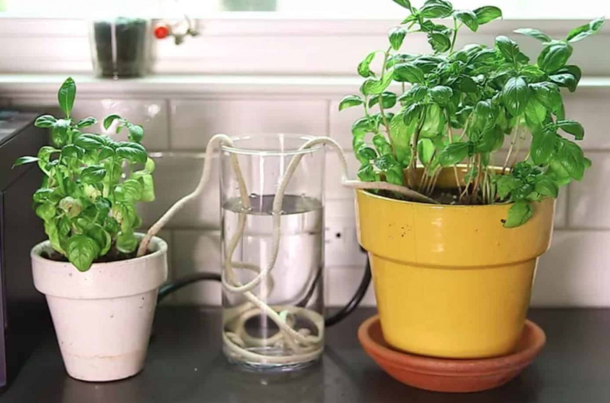 5 Cách Làm Hệ Thống Tưới Nhỏ Giọt Khi Vắng Nhà