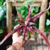 Cây <strong>Cryptanthus bivittatus Red Star</strong> (Dứa Cảnh Sao Đỏ) chậu nhựa