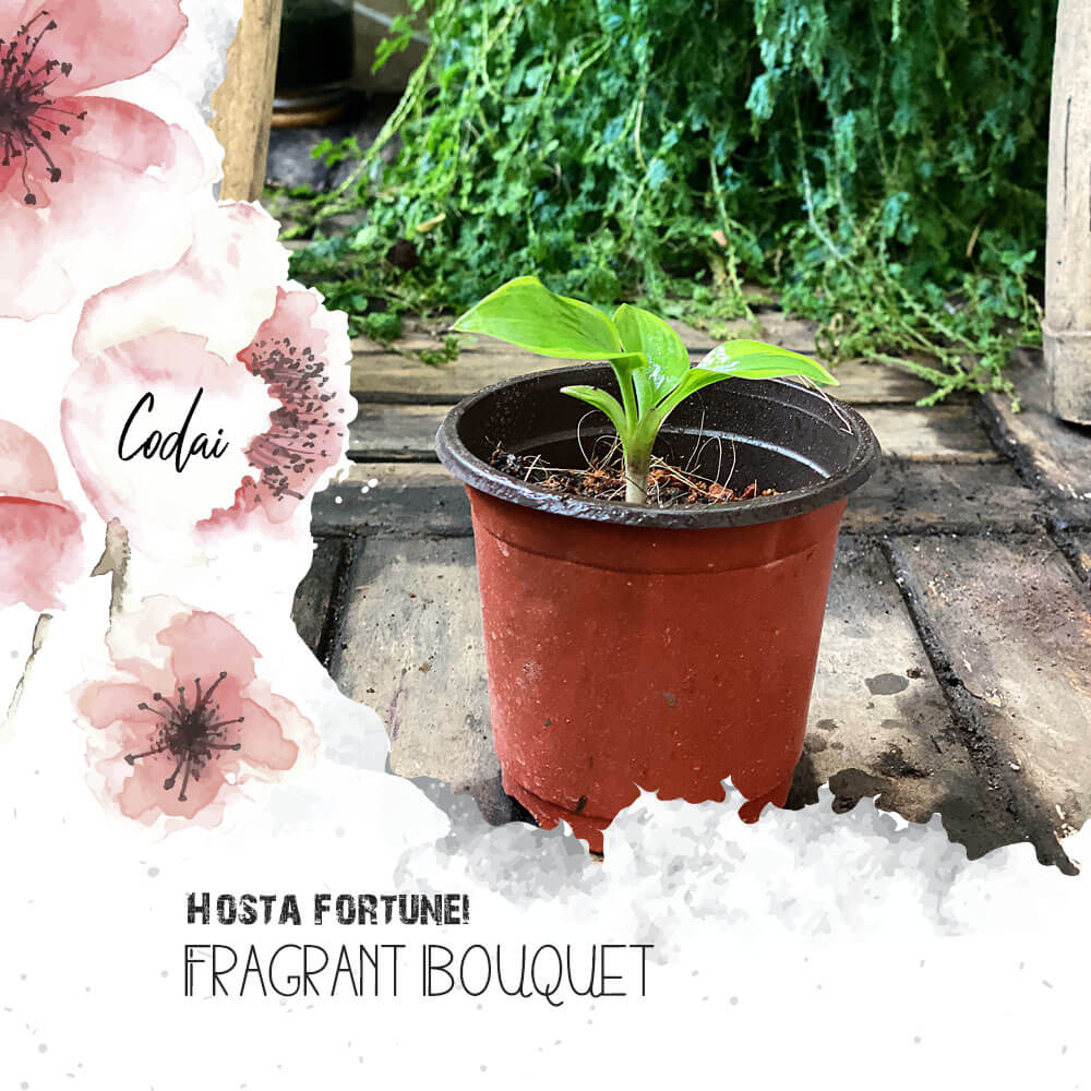 Cây Giống Hosta Fortunei 'Fragrant Bouquet' (Ngọc Trâm) Chậu Nhựa - Cỏ Dại