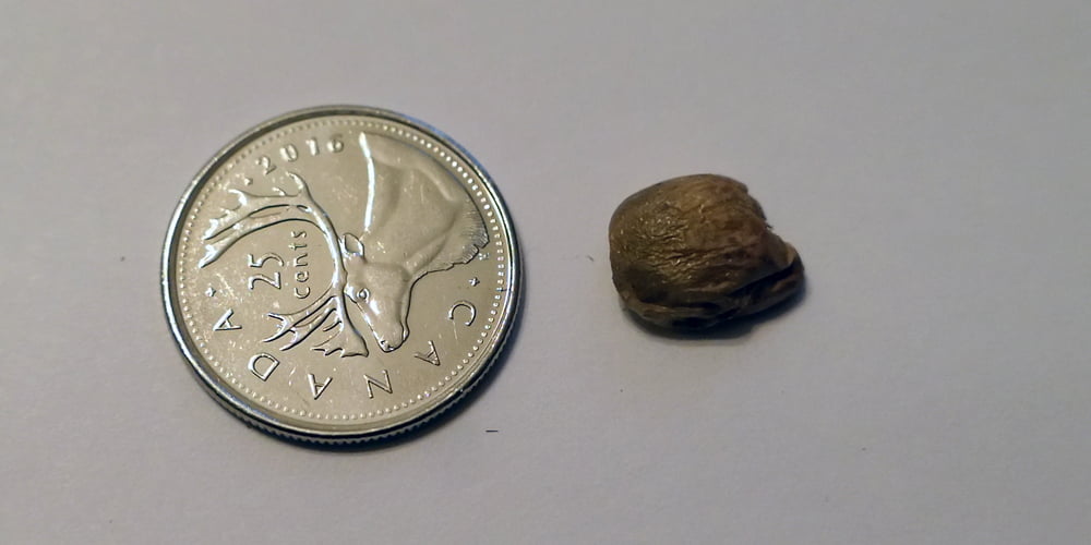 Hạt giống của cây Monstera deliciosa mua trên eBay. So sánh kích thước của hạt với đồng xu.