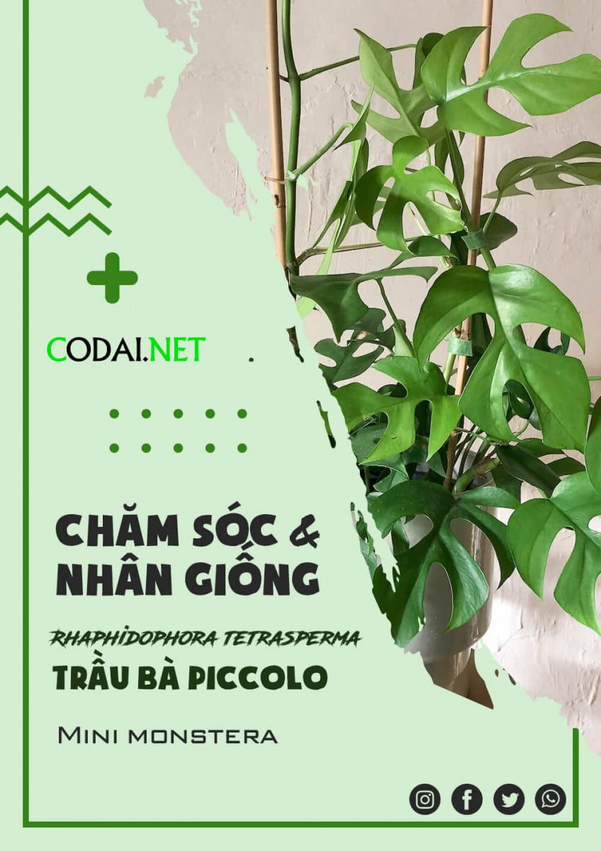 [Wikicare] Hướng dẫn chăm sóc và nhân giống cây Rhaphidophora tetrasperma Piccolo – Trầu Bà Piccolo