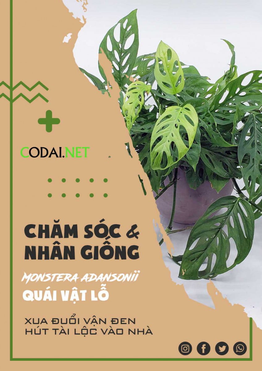 Monstera adansonii (Trầu Bà Lỗ, Quái Vật Lỗ): Giới thiệu, hướng dẫn chăm sóc và nhân giống