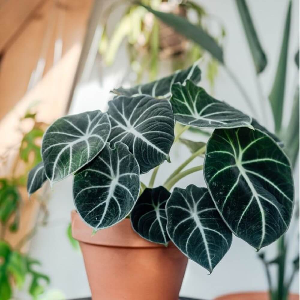 Cây cảnh Alocasia Black Velvet