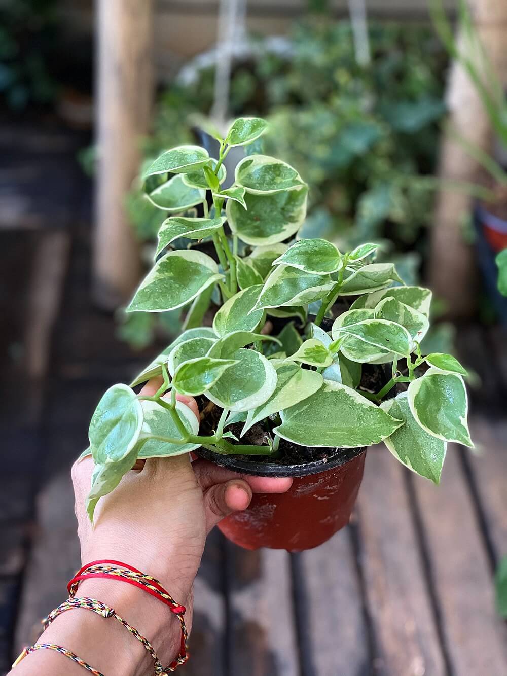 Peperomia scandens Variegata (Cupid Plant) plastic pot - Weed