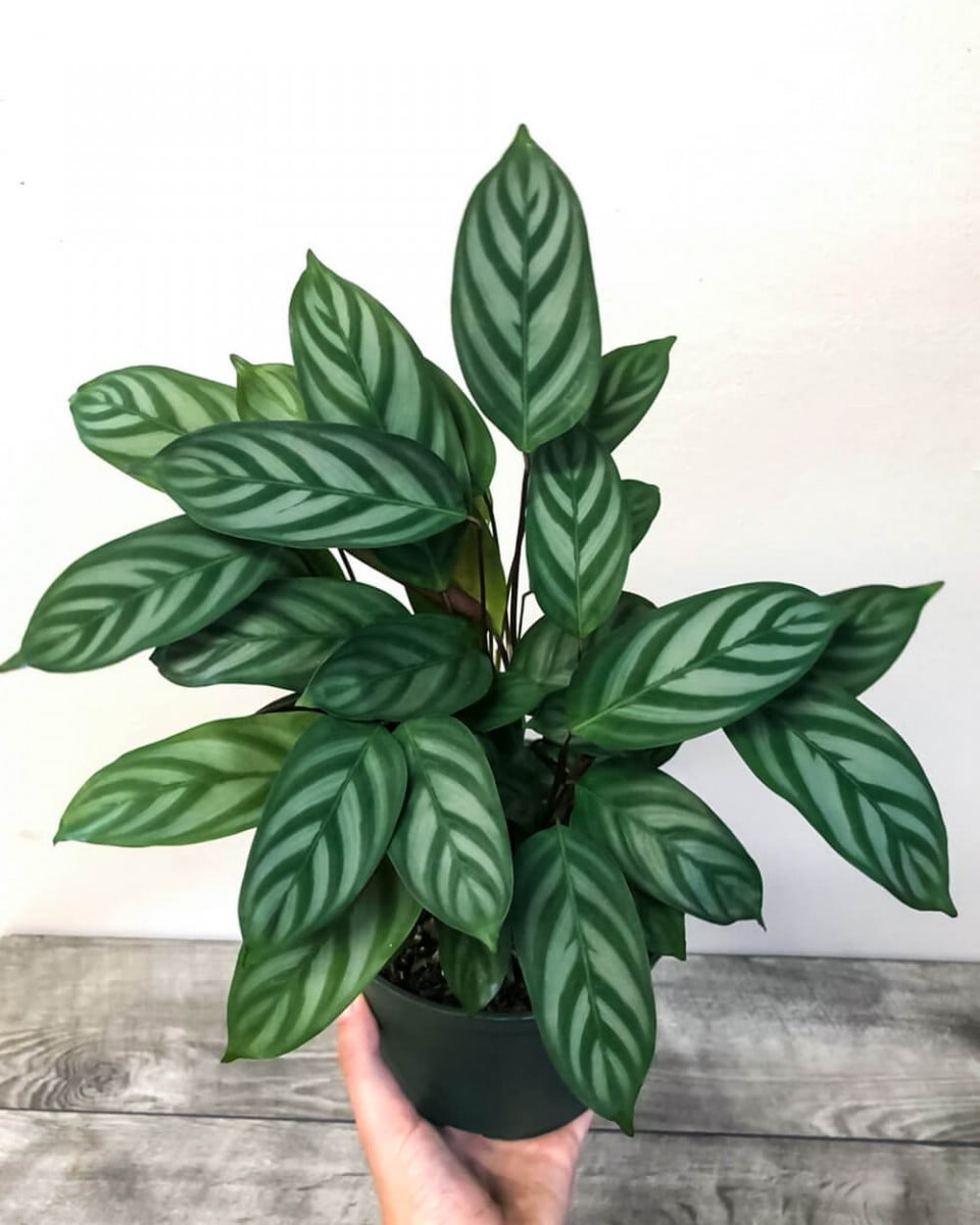Chăm sóc Calathea (Cây Đuôi Công): Chăm sóc các giống Calathea khác nhau