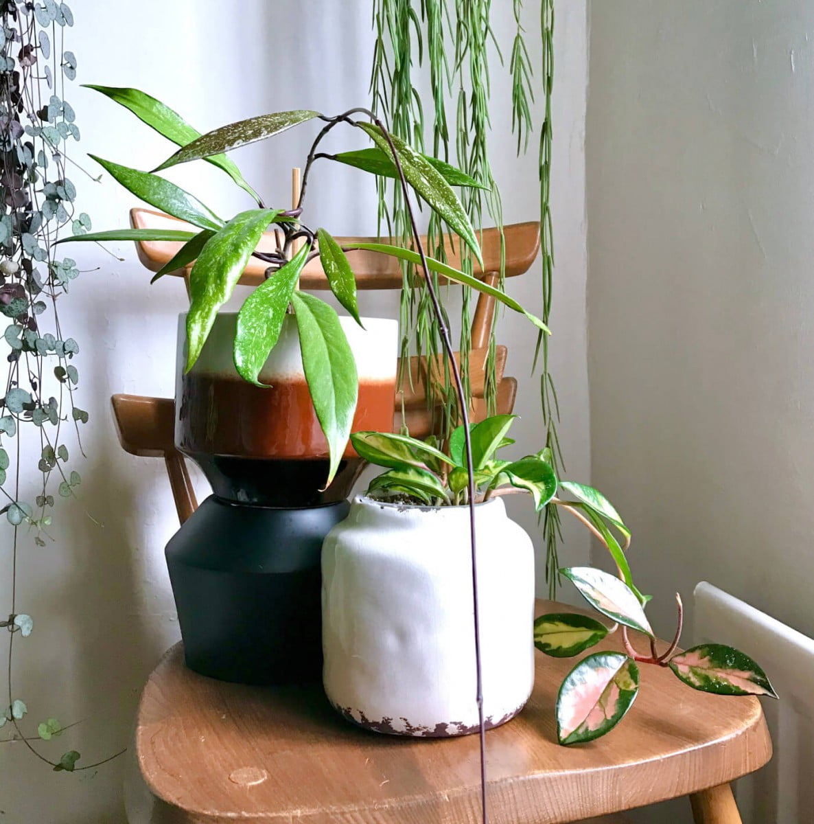 [Wikicare] Hướng dẫn chăm sóc cây Cẩm Cù Hoyas