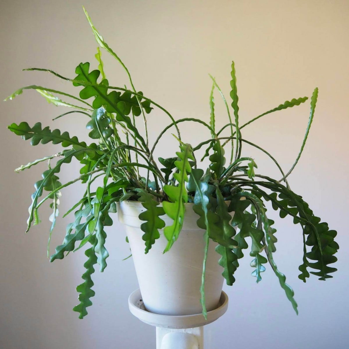 [Wikicare] Hướng dẫn chăm sóc Fishbone cactus