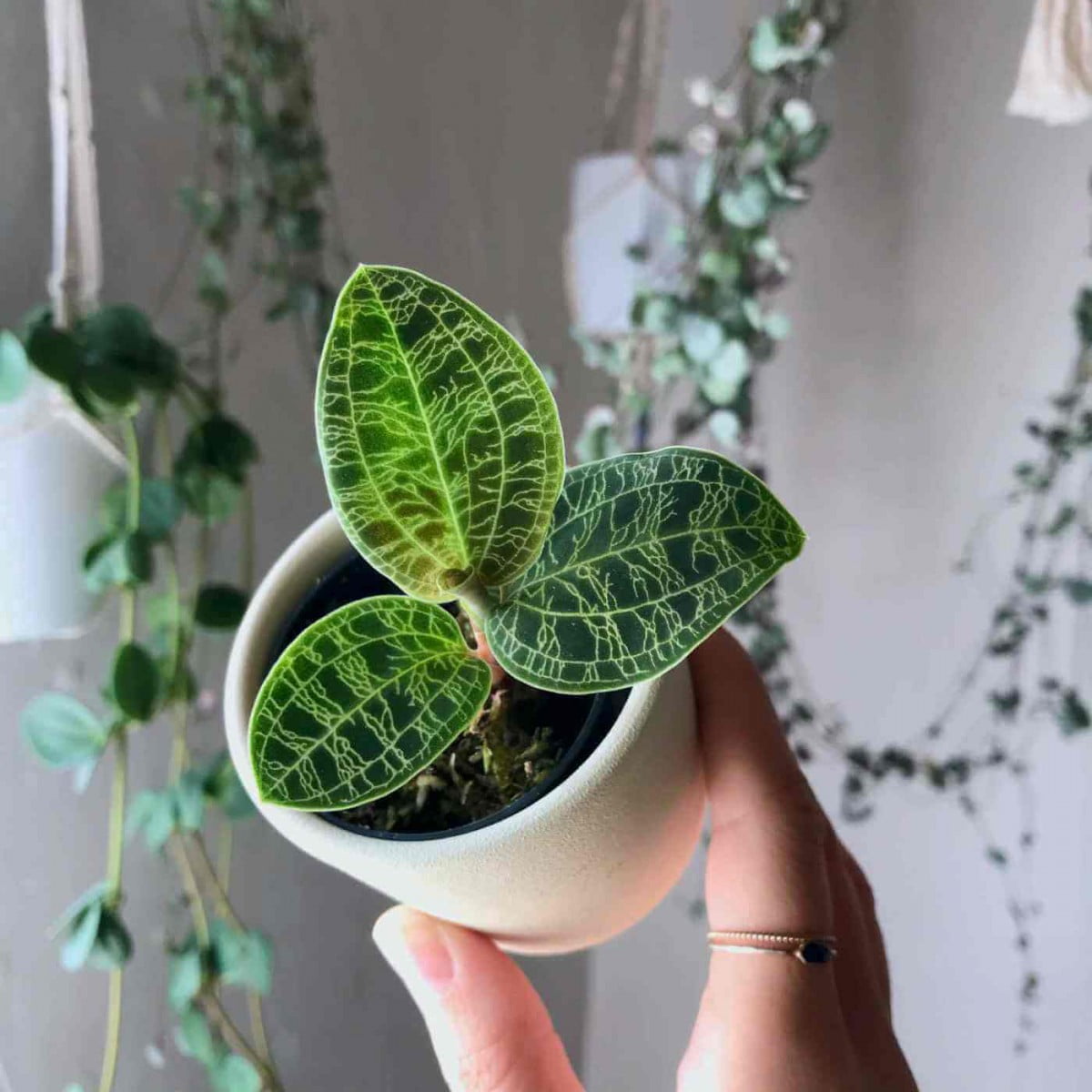 [Wikicare] Hướng dẫn chăm sóc Jewel Orchid (Ludisia discolor)