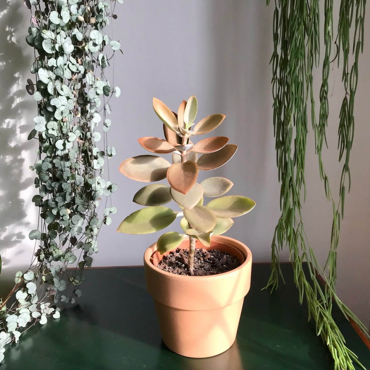 [Wikicare] Hướng dẫn chăm sóc Kalanchoe orgyalis