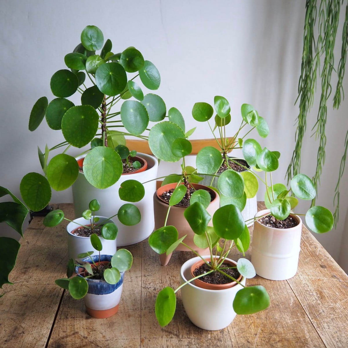 [Wikicare] Hướng dẫn chăm sóc Pilea peperomioides