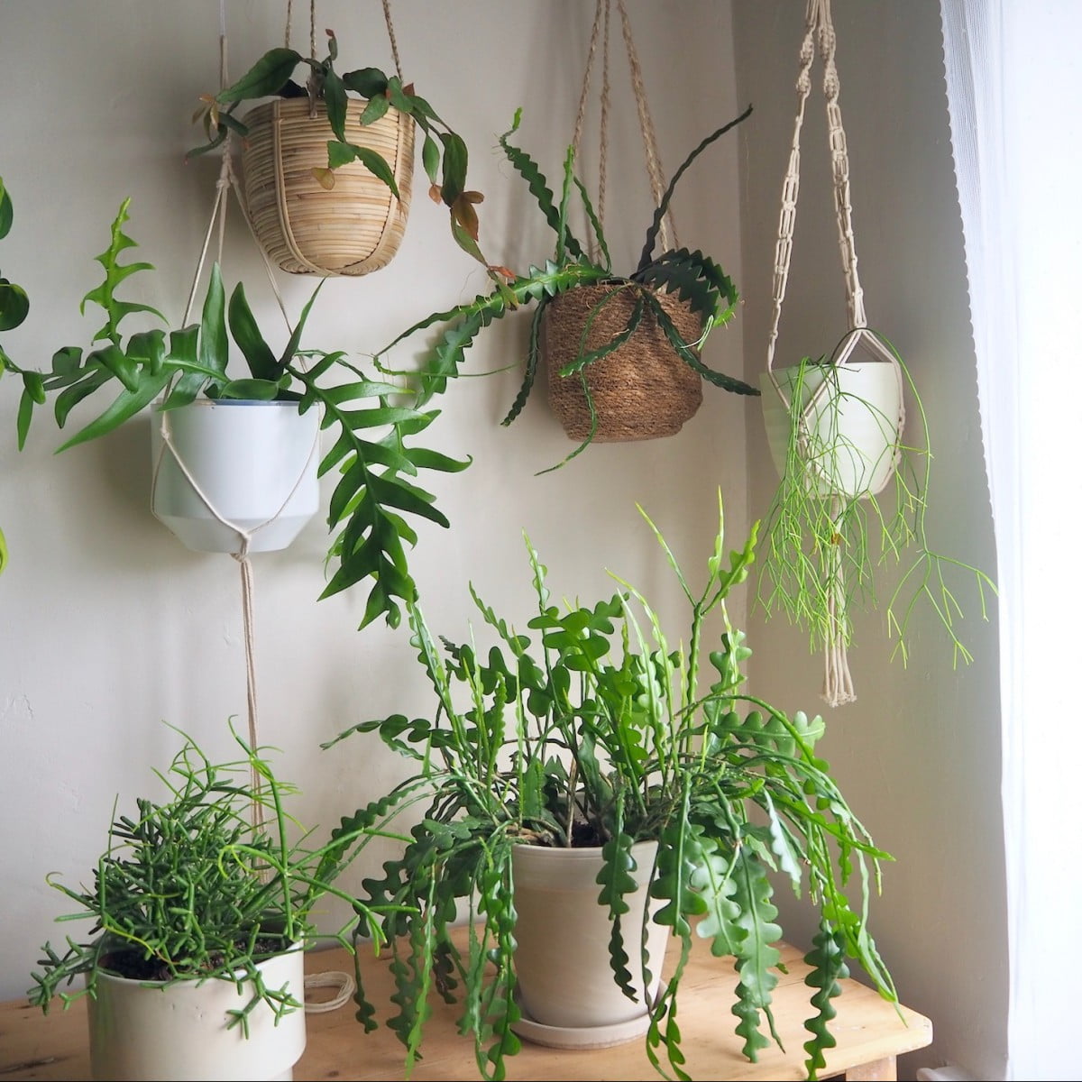 [Wikicare] Hướng dẫn chăm sóc và nhân giống Jungle Cactus