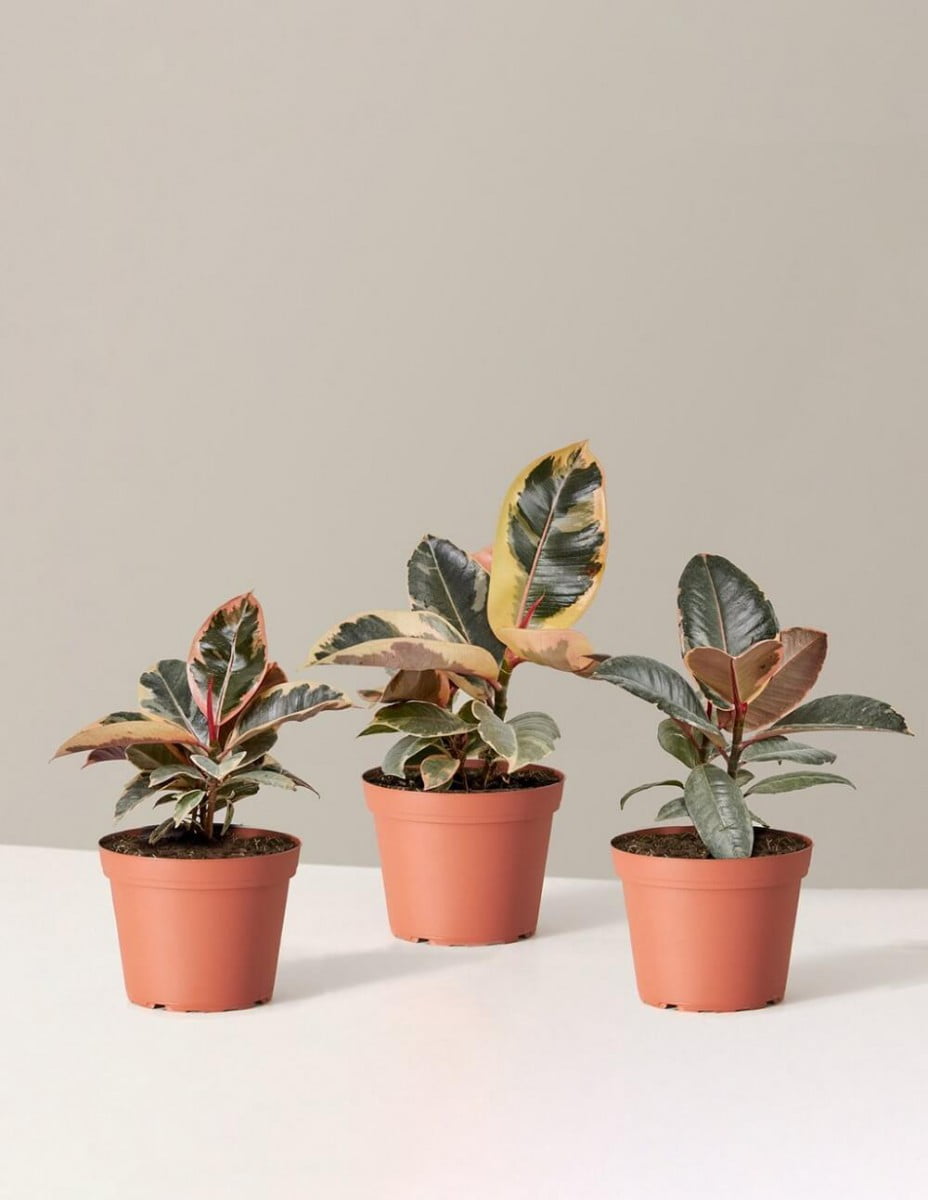 Cách Tẩy Sơn Đã Sơn Trên Chậu Đất Sét Nung