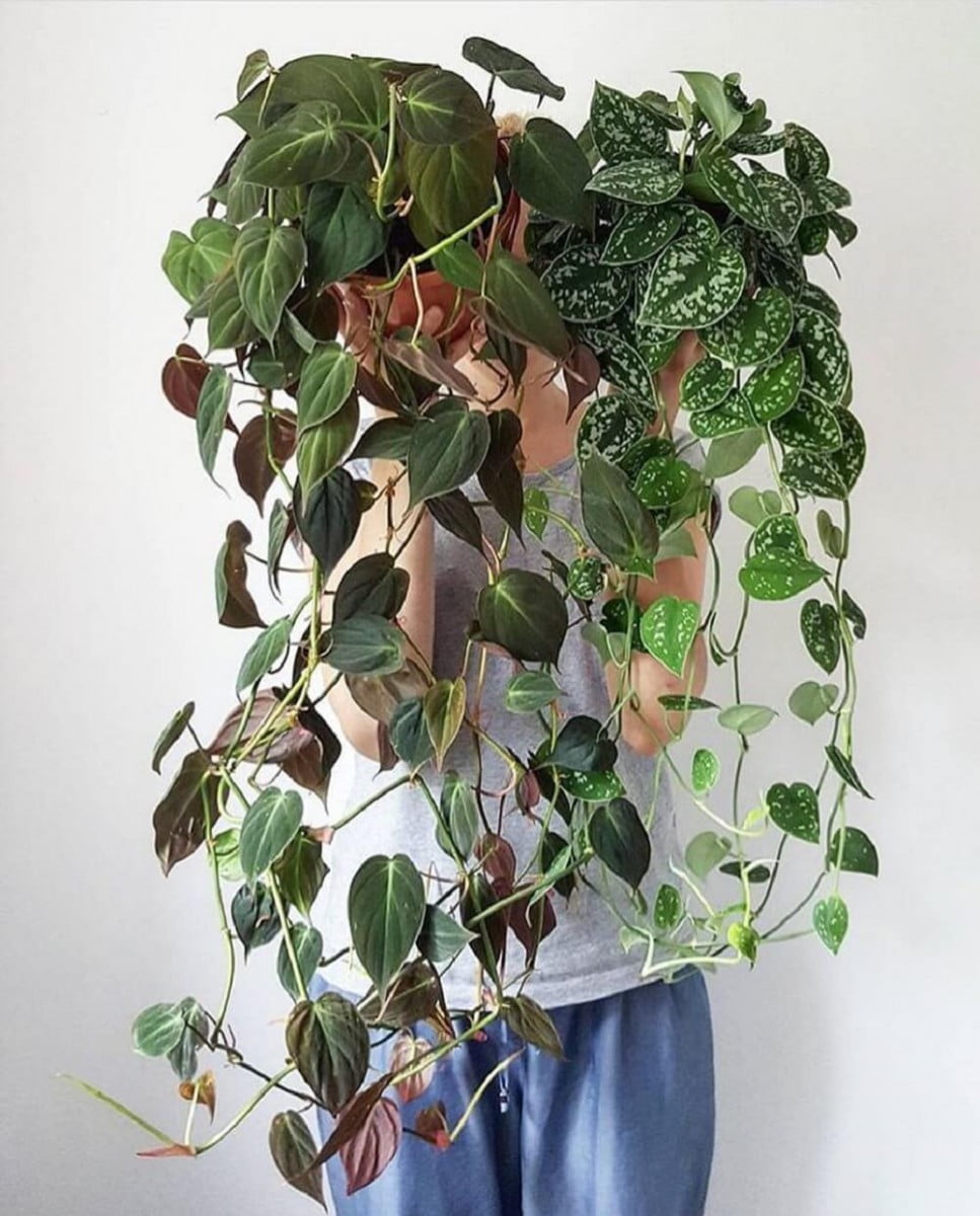 Chia sẻ một số Mẹo trồng các loại cây cảnh dạng dây Leo