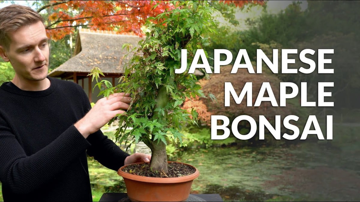 Hướng dẫn tự cắt tỉa Japanese Maple Bonsai (Phong Nhật Bonsai) tại nhà