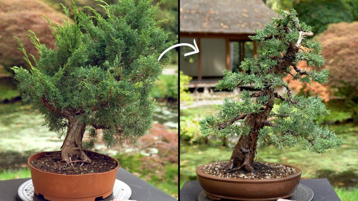 Hướng dẫn tự cắt tỉa Juniper Bonsai (Tùng Bonsai) tại nhà