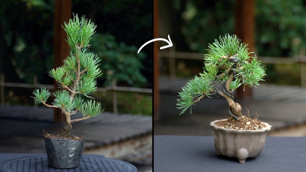 Hướng dẫn tự cắt tỉa Pine Bonsai (Cây Thông Bonsai) tại nhà