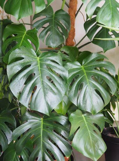 TOP 8 loài cây trong nhà (houseplants) dễ nhân giống nhất