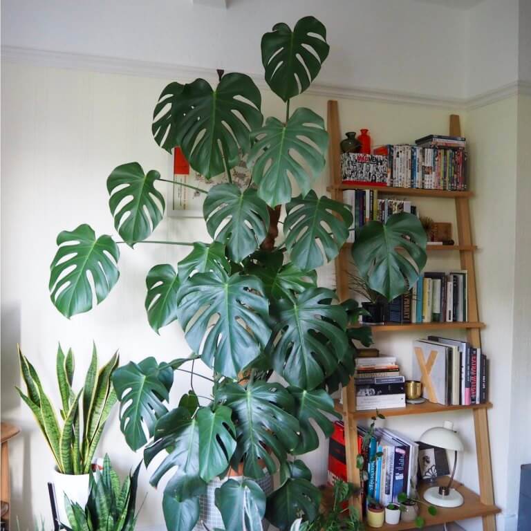 Chăm sóc Monstera