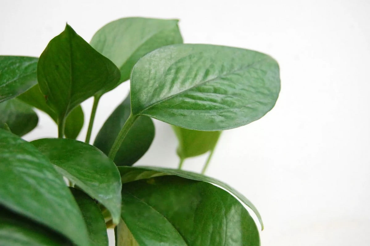 Close up of pothos leaves