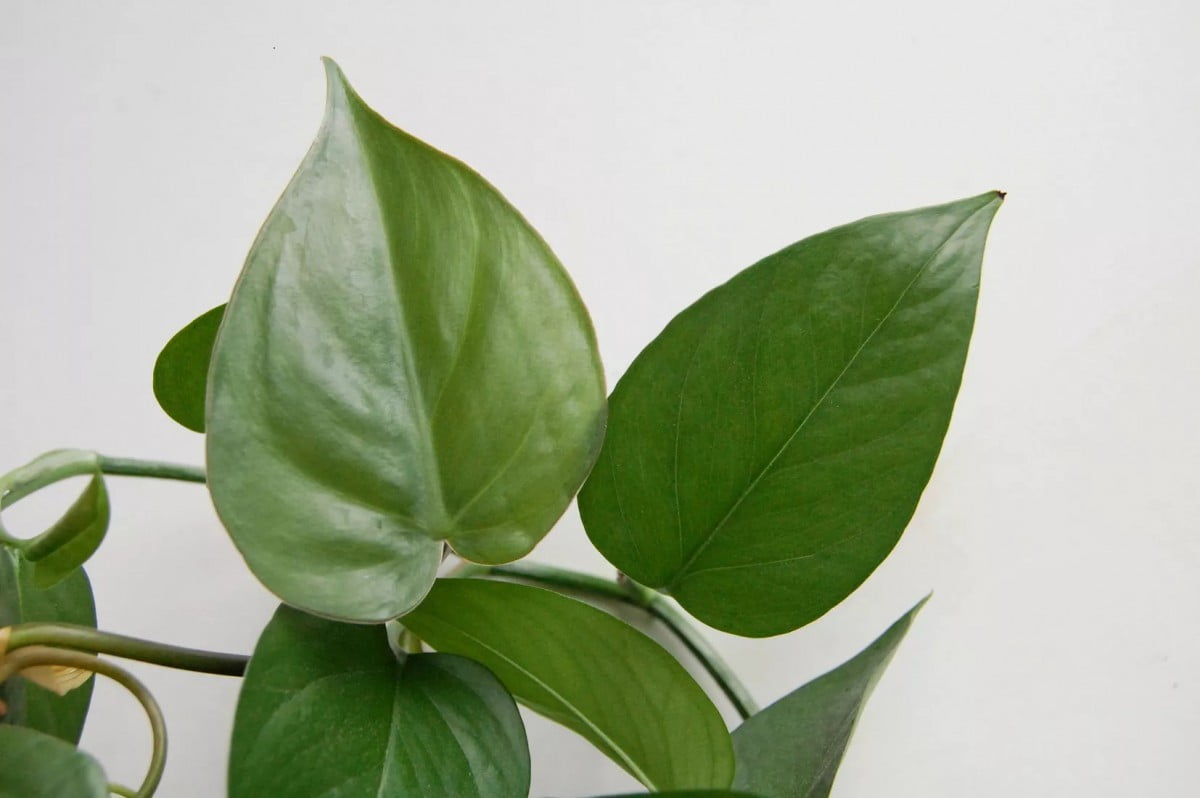 heart-shaped philodendron leaf