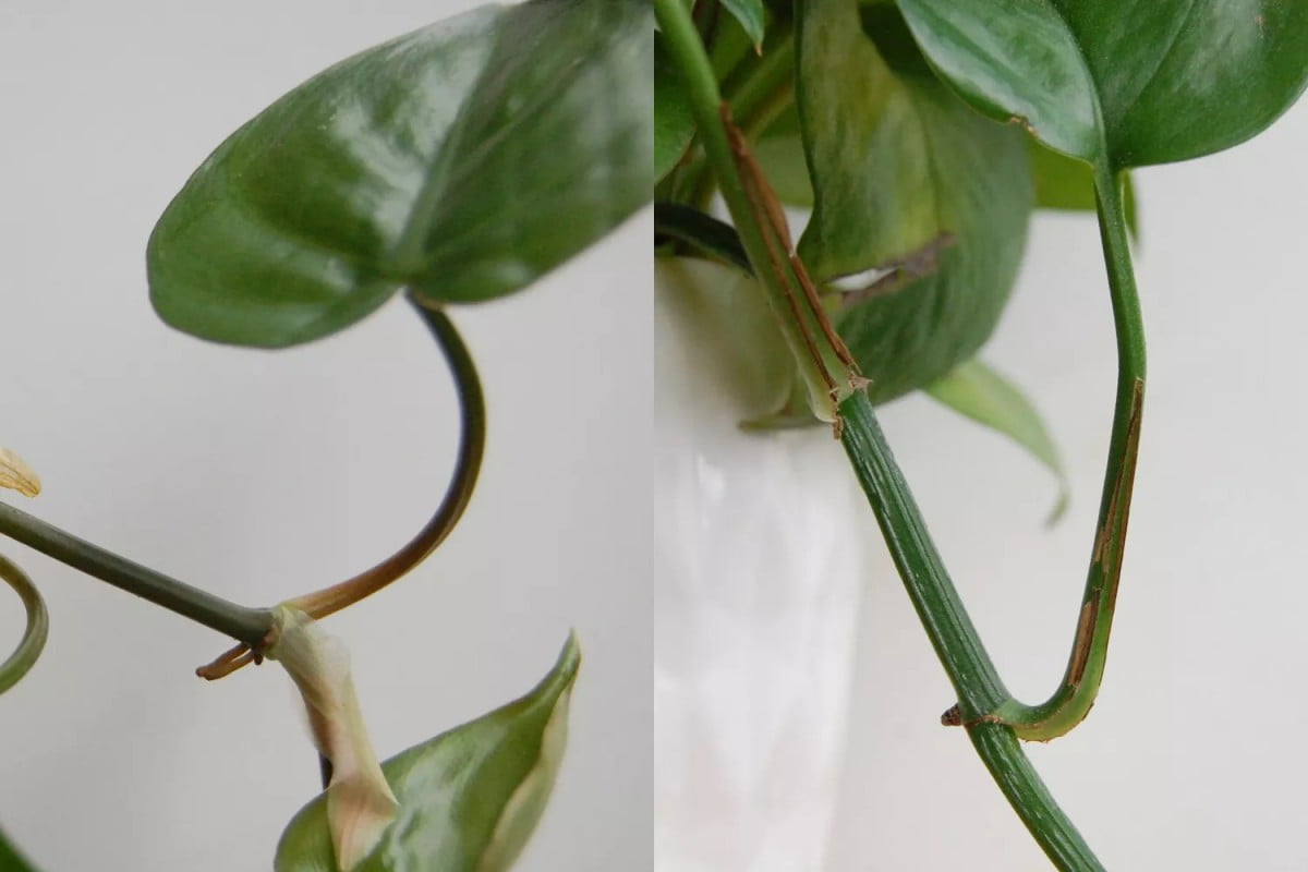 A philodendron (left) next to a green pothos (right)