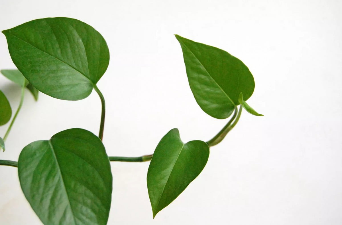 A trailing pothos with new growth at the end