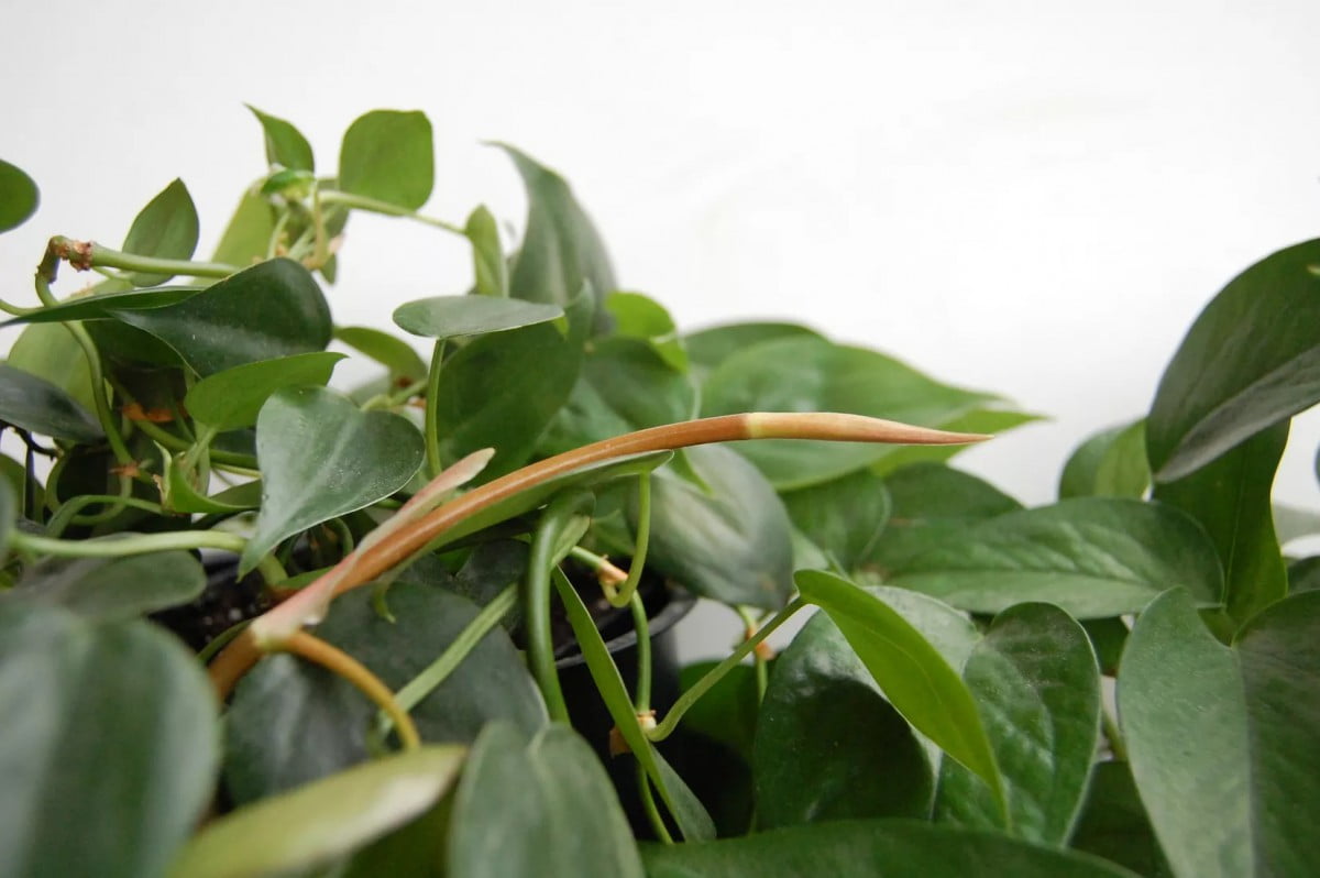 A new pothos leaf emerging from a cataphyl