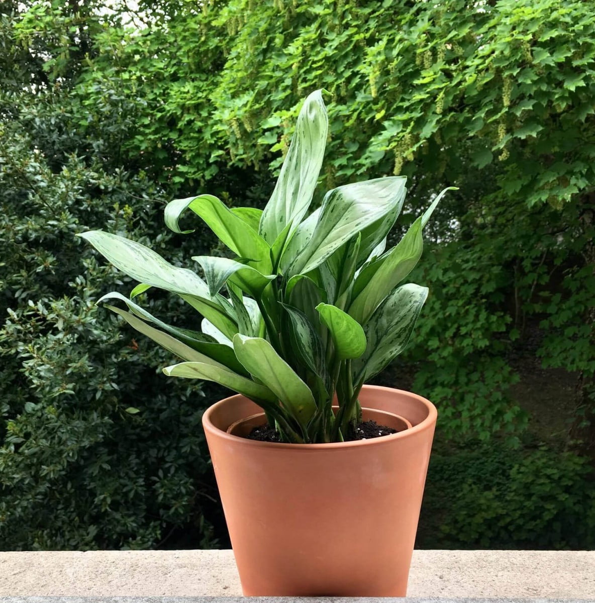 [Wikicare] Hướng dẫn chăm sóc Aglaonema (Chi Minh Ti)