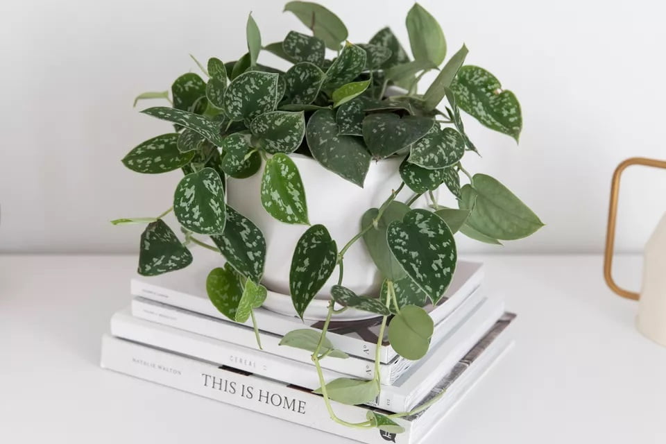 Wikicare] Hướng dẫn chăm sóc Satin Pothos (Scindapsus pictus)