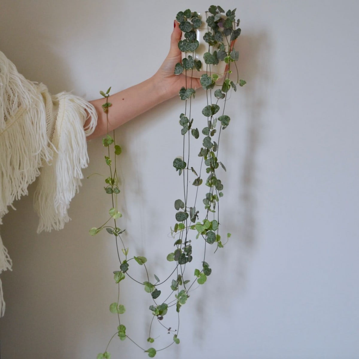 [Wikicare] Hướng dẫn chăm sóc String of Hearts (Cây Chuỗi Tim, Chuỗi Tím Tím, Vảy Ốc Tím)