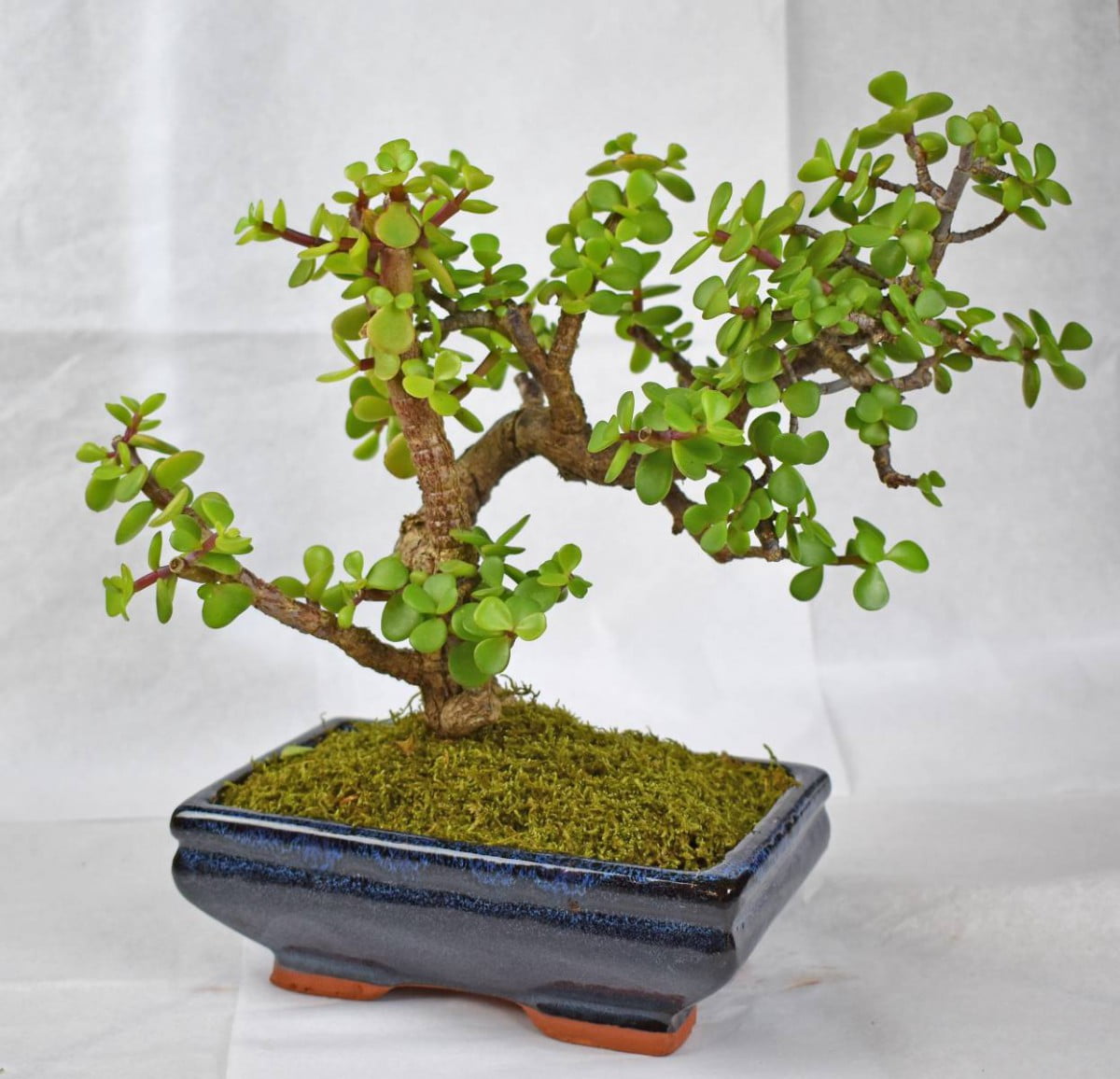 [Wikicare] Hướng dẫn chăm sóc Succulent Bonsai (Cây Mọng Nước Bonsai)