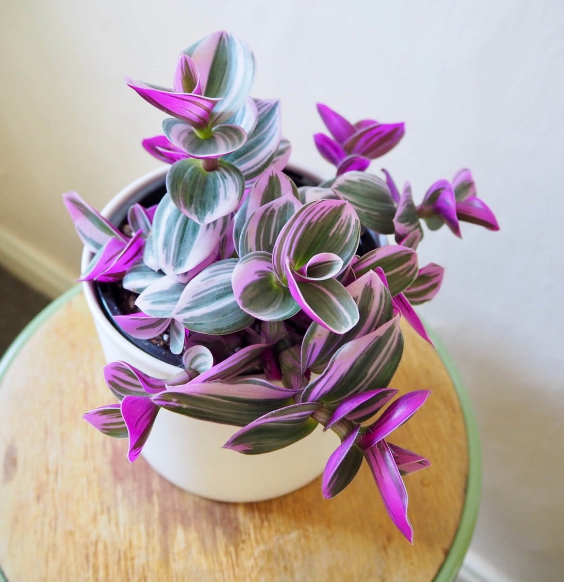 [Wikicare] Hướng dẫn chăm sóc Tradescantia nanouk