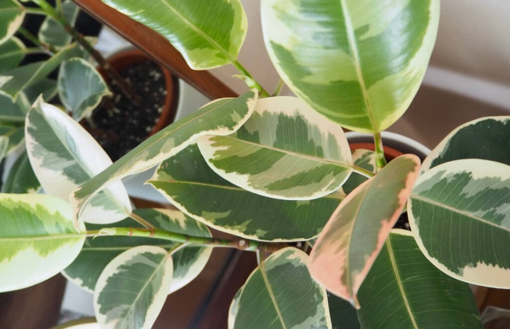 Làm thế nào để Làm Sạch Lá Cây Trồng Trong Nhà (Indoor Plants, Houseplant)?