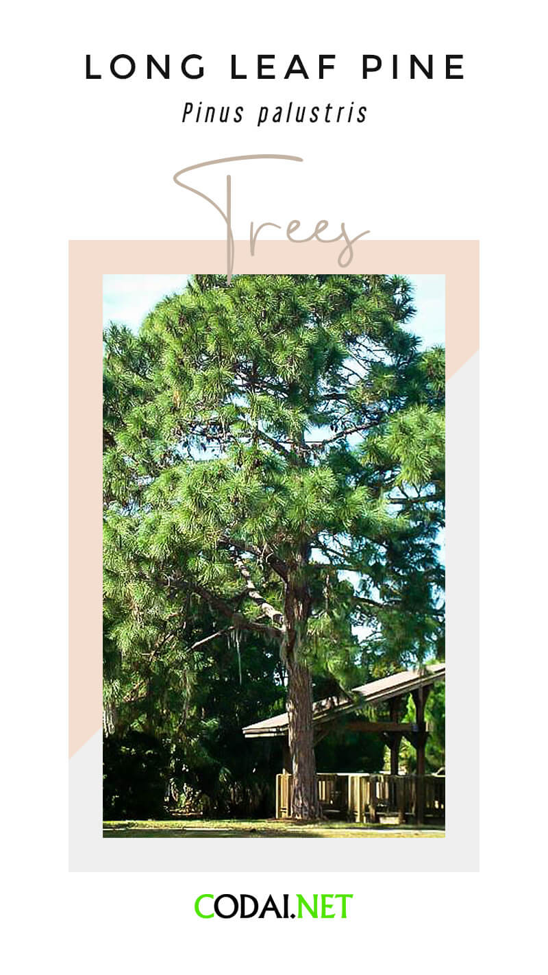 Alabama: Long leaf Pine (Pinus palustris, Cây Thông Lá Dài)