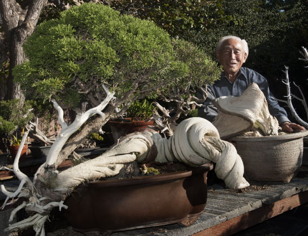 Nghệ nhân bonsai bậc thầy Harry Hirao, 96 tuổi, với cây bonsai California Juniper 700 tuổi, và 500 năm tuổi tại nhà ở Huntington Beach. Nhiều thế kỷ gió và thời tiết tạo cho thân cây có hình dạng xoắn đẹp mắt. Người thầy được nhiều người kính trọng được biết đến với cái tên Mr. California Juniper vì công việc của ông với các loài thực vật bản địa.