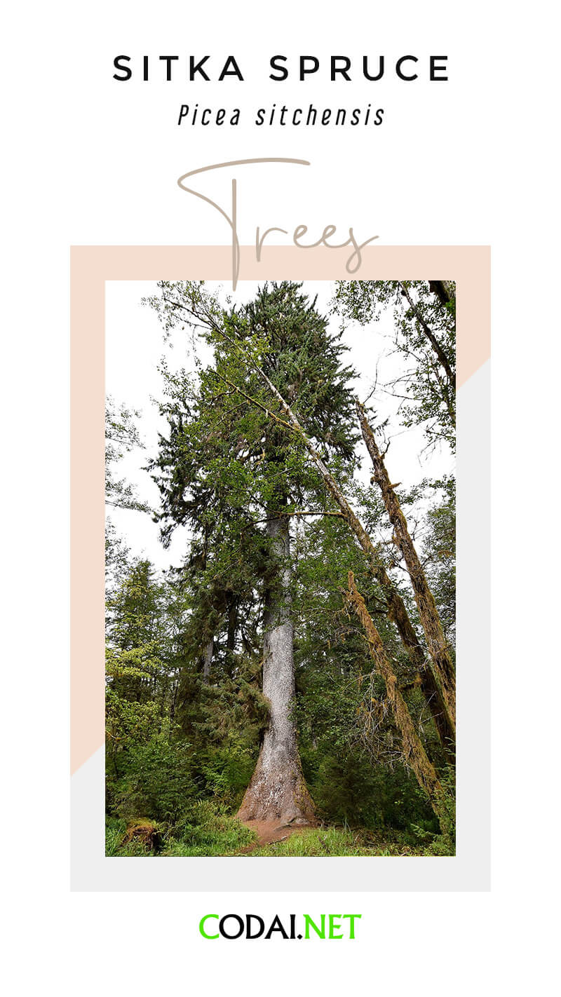 Alaska: Sitka Spruce (Picea sitchensis, Cây Bách Tùng Sitka)