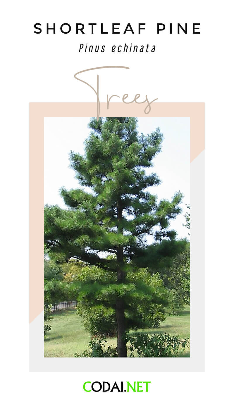 Shortleaf Pine (Pinus echinata, Cây Thông Lá Ngắn)