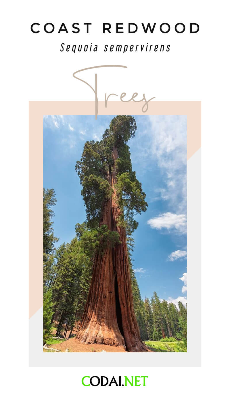 California: Coast Redwood (Sequoia sempervirens, Hồng Sam Biển), Sierra Redwood (Sequoia-dendron giganteum, Hồng Sam Núi)