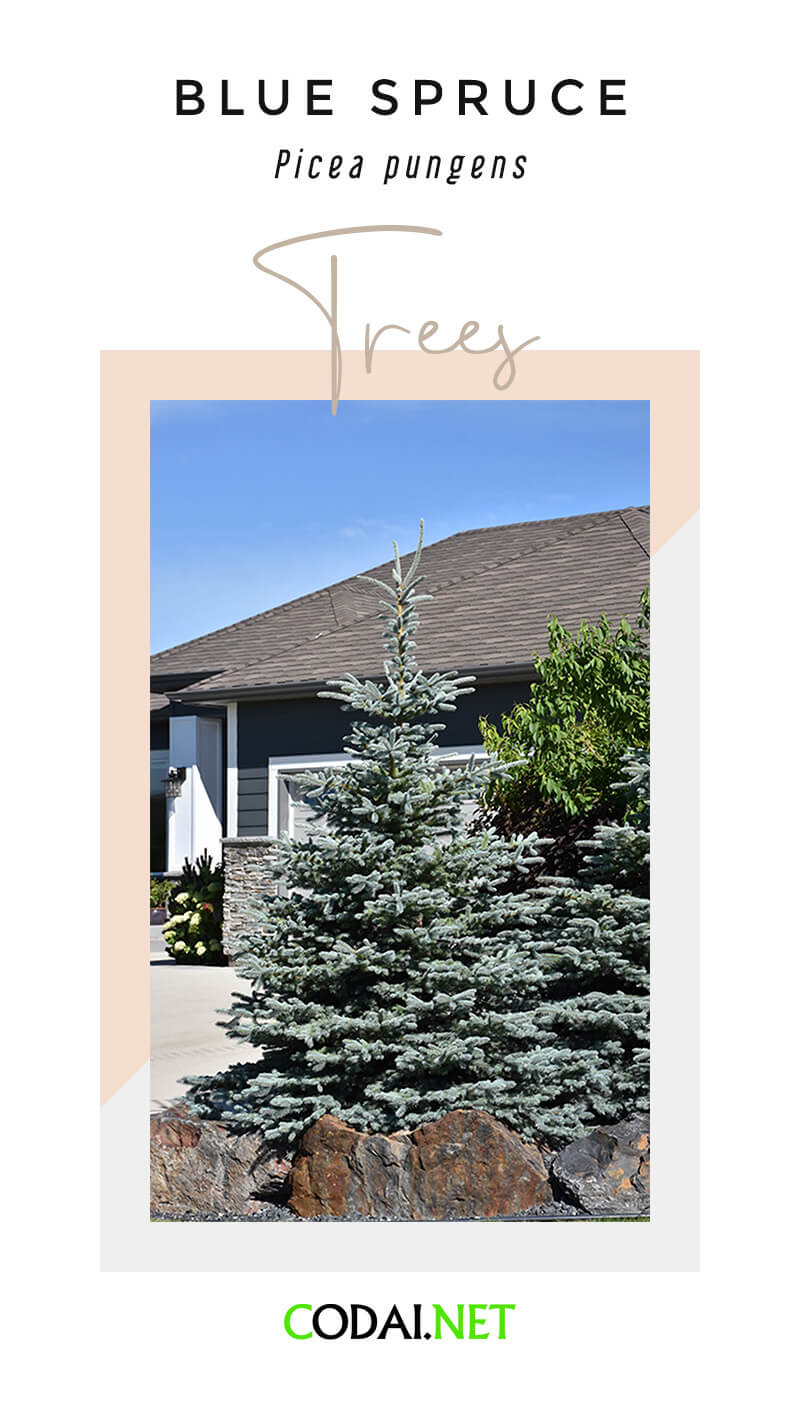 Utah: Blue Spruce (Picea pungens, Cây Bách Tùng Xanh)