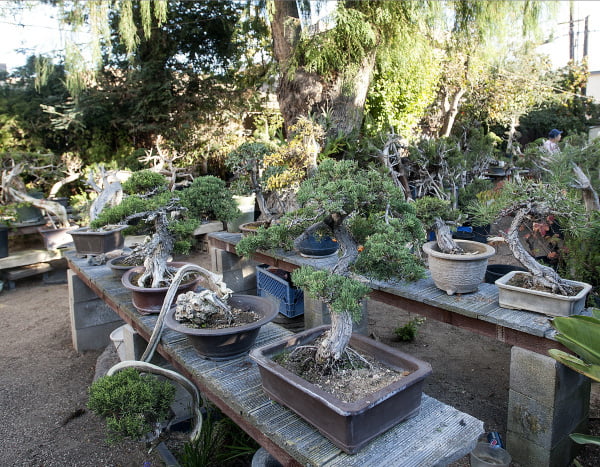 Những cây Bonsai California Juniper (Bách Cali) có tuổi đời hàng thế kỷ phát triển mạnh tại nhà ở Huntington Beach của nghệ nhân bonsai bậc thầy Harry Hirao, 96 tuổi. Ông ấy có xu hướng đến khu vườn bảy ngày một tuần.