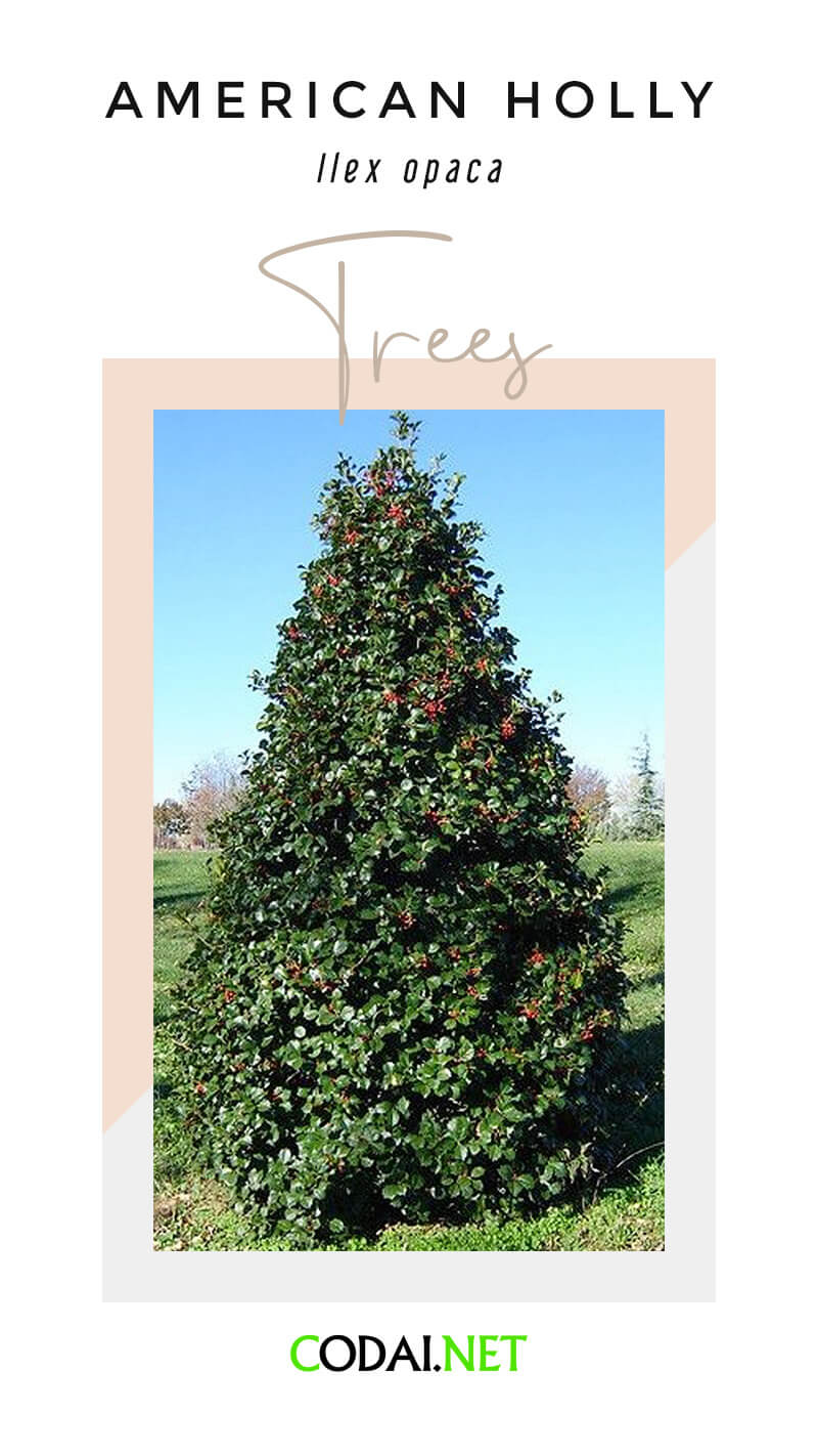 Delaware: American Holly (Ilex opaca, Cây American Holly, cây Ô-rô Mỹ)